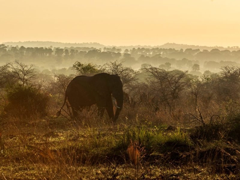 Wildlife Safaris Tour in Uganda