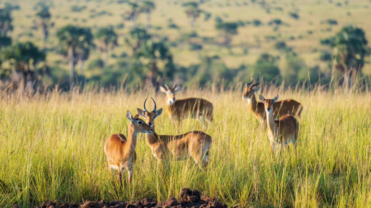 Long Uganda Wildlife Safaris