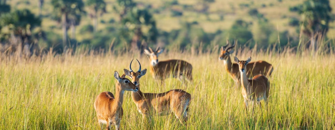 Long Uganda Wildlife Safaris