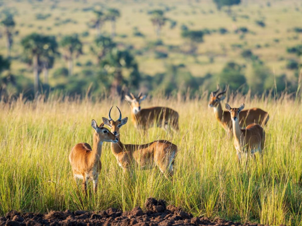 Long Uganda Wildlife Safaris