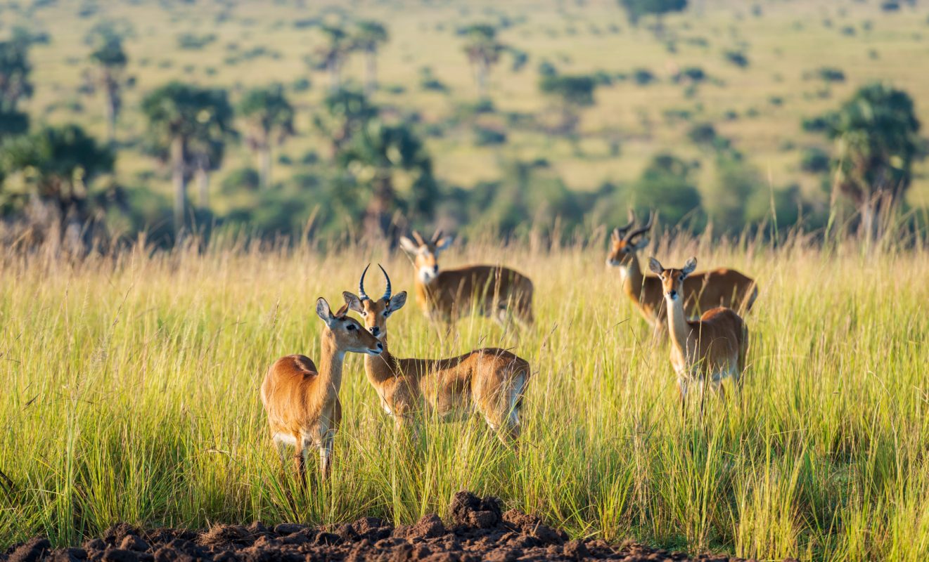 Meru National Park