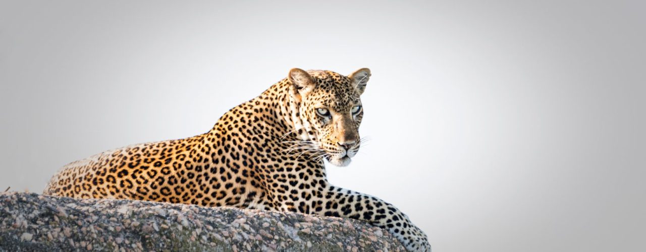 Africa Wildlife Tours