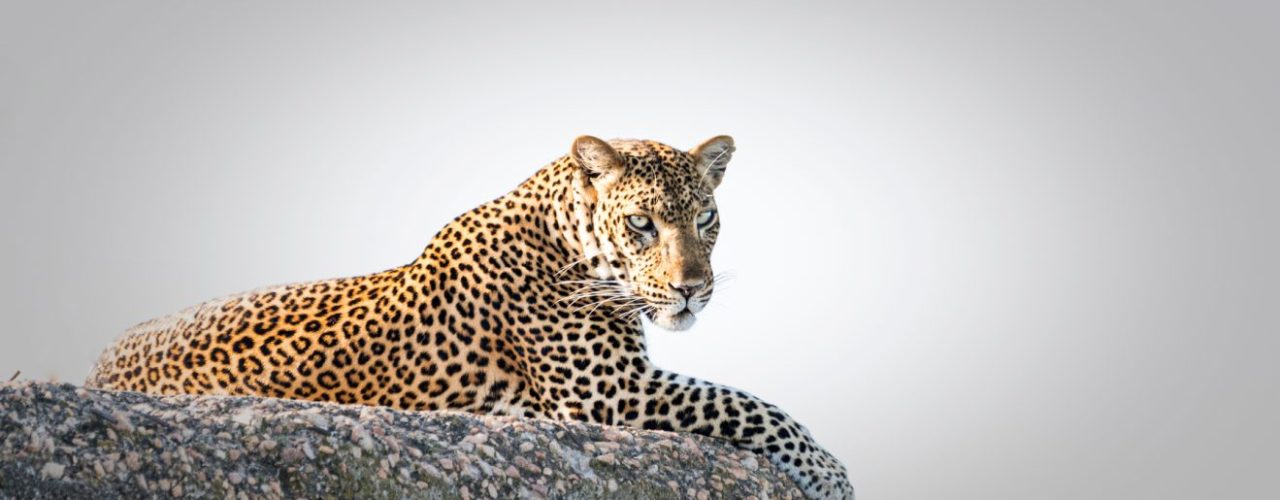 7-Day Uganda Safari Experience