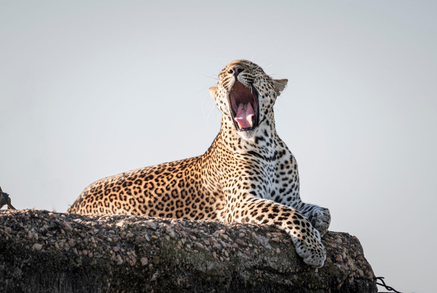 Tsavo West National Park