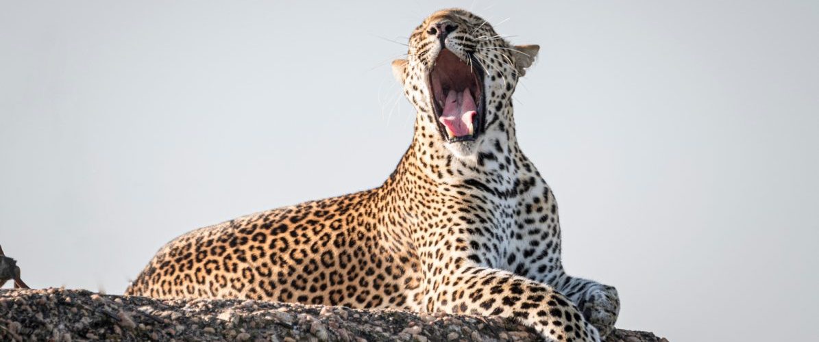 12 Day Kenya Uganda Rwanda Safari