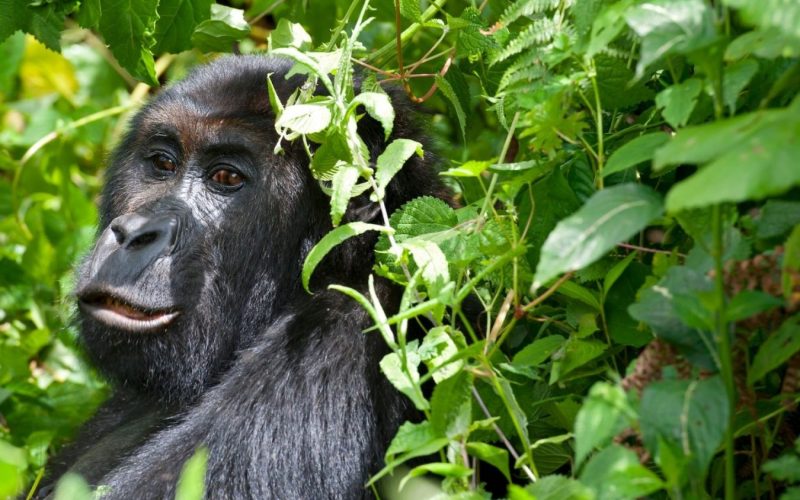 Eastern Lowland Gorillas in Congo