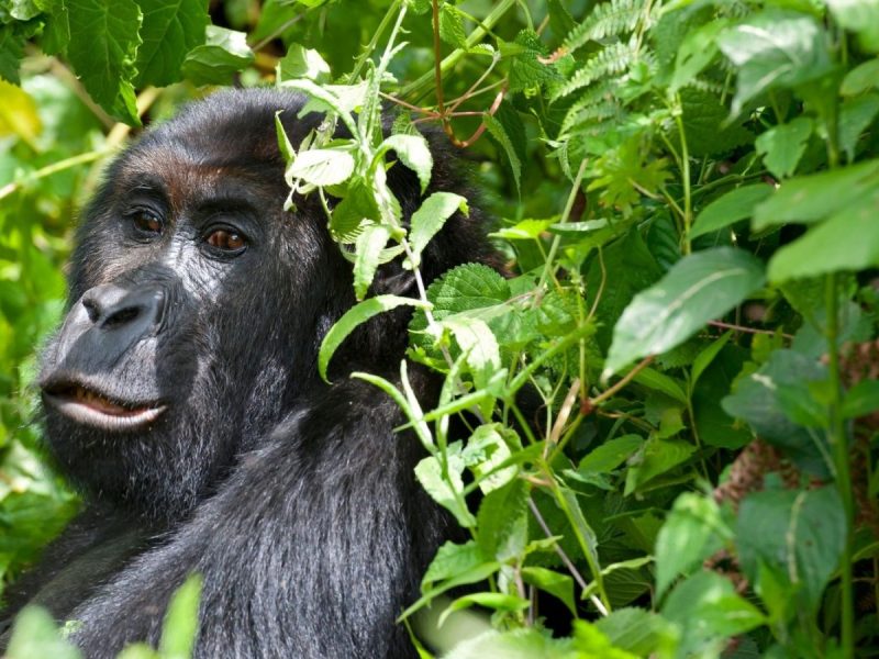 Eastern Lowland Gorillas in Congo
