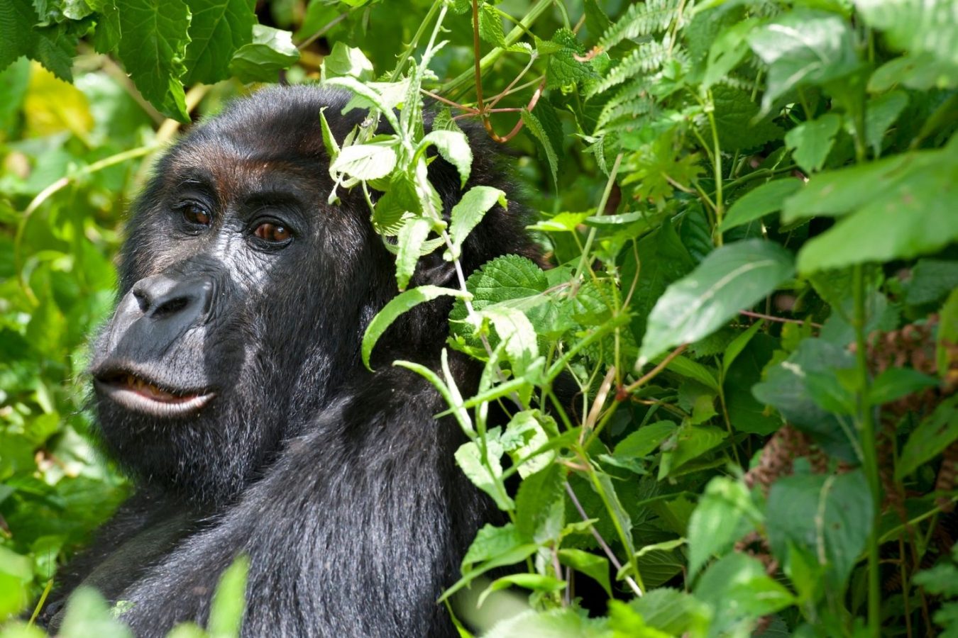How Do I Book Gorilla Trekking in Rwanda