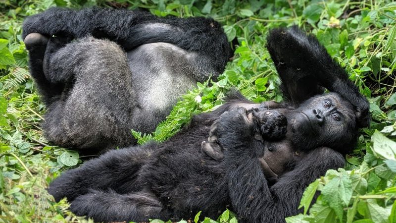 Gorilla Tours Africa