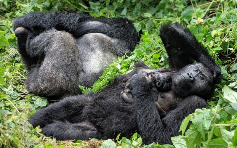 Gorilla Tours Africa