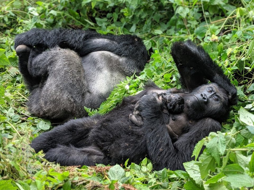 Gorilla Tours Africa