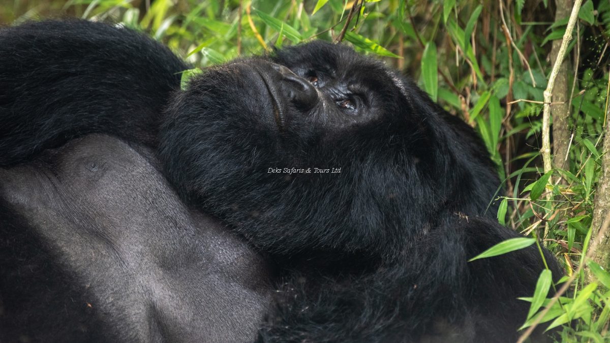 11 Days Rwanda Kenya Primates Tours Safari