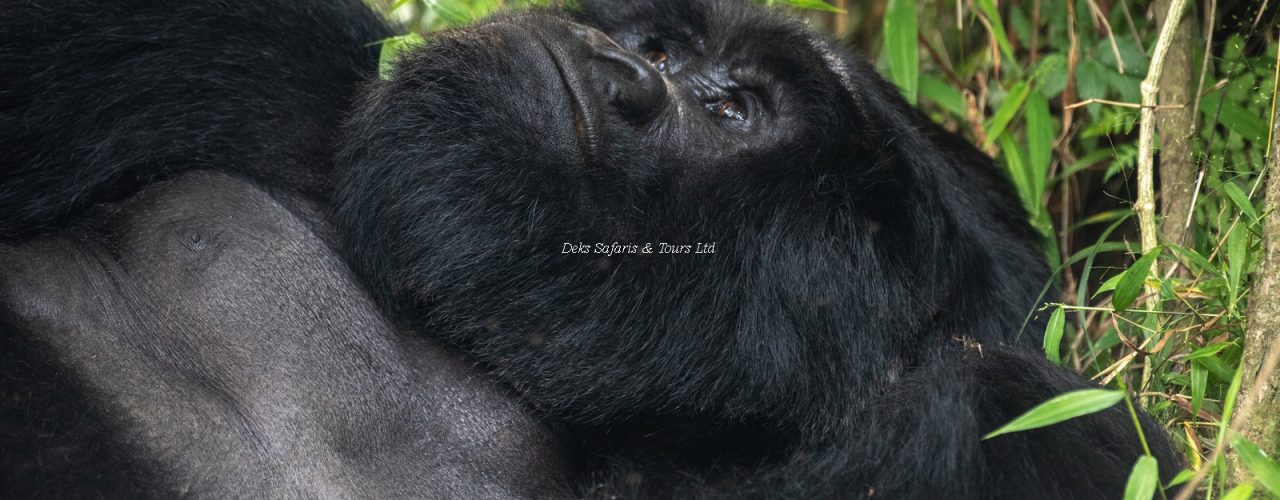 Rwanda Gorilla & Chimpanzee Safari