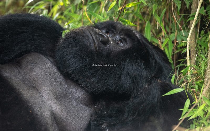 Rwanda Gorilla & Chimpanzee Safari