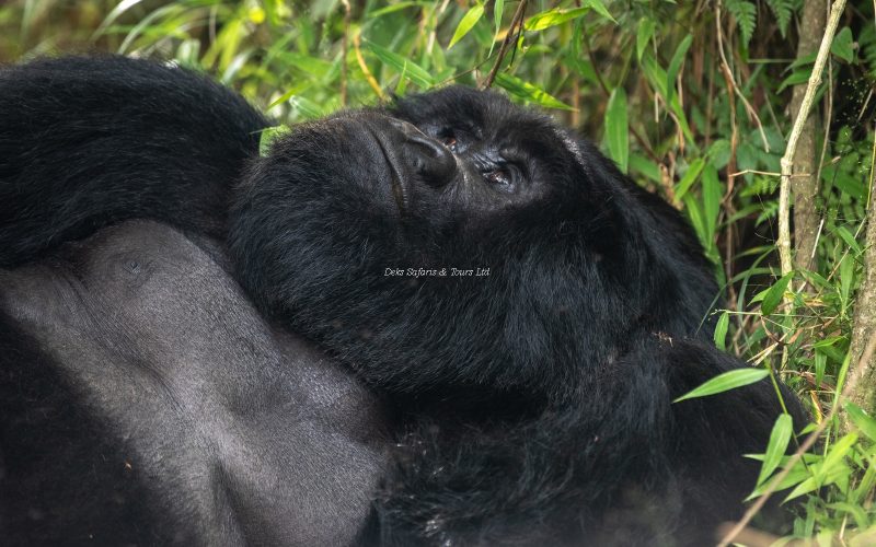 11 Days Rwanda Kenya Primates Tours Safari