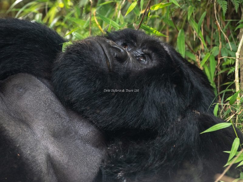 11 Days Rwanda Kenya Primates Tours Safari