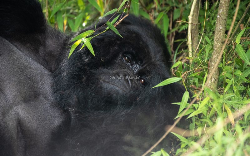 9-Day Uganda Wildlife Safari