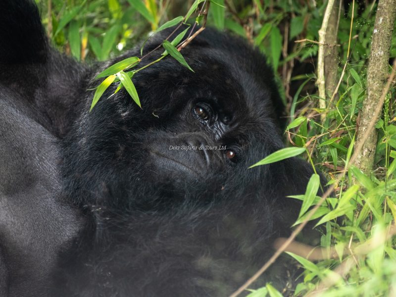 14 Days Rwanda Tanzania Safari