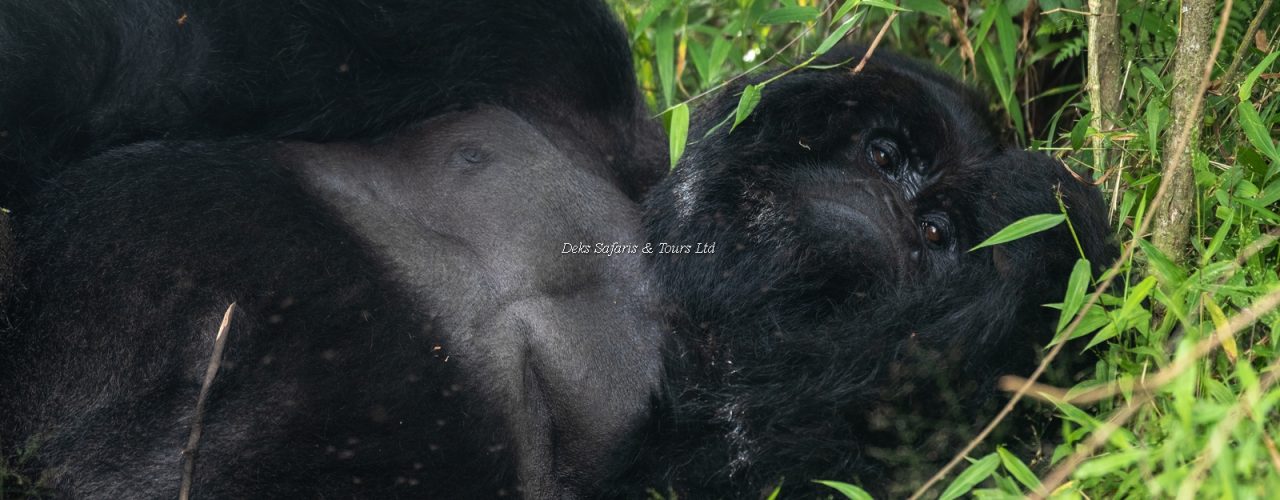 Gorilla Trekking in Uganda from Manchester