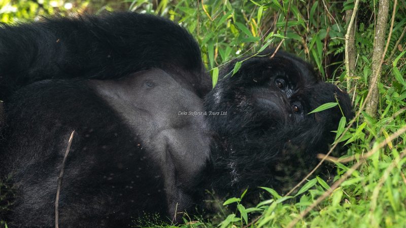 Gorilla Trekking in Uganda from Manchester