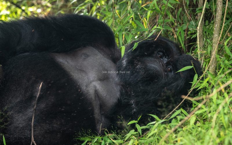 Gorilla Trekking in Uganda from Manchester