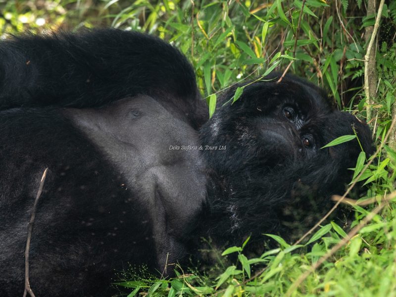 Gorilla Trekking in Uganda from Manchester