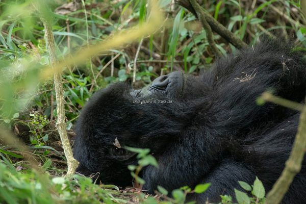 Gorilla Tracking in Uganda from Nairobi Kenya