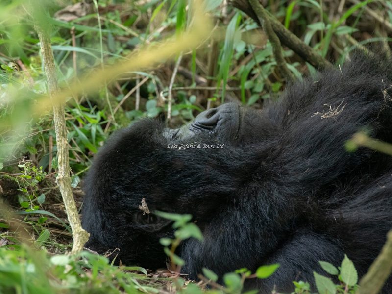 Gorilla Tracking in Uganda from Nairobi Kenya