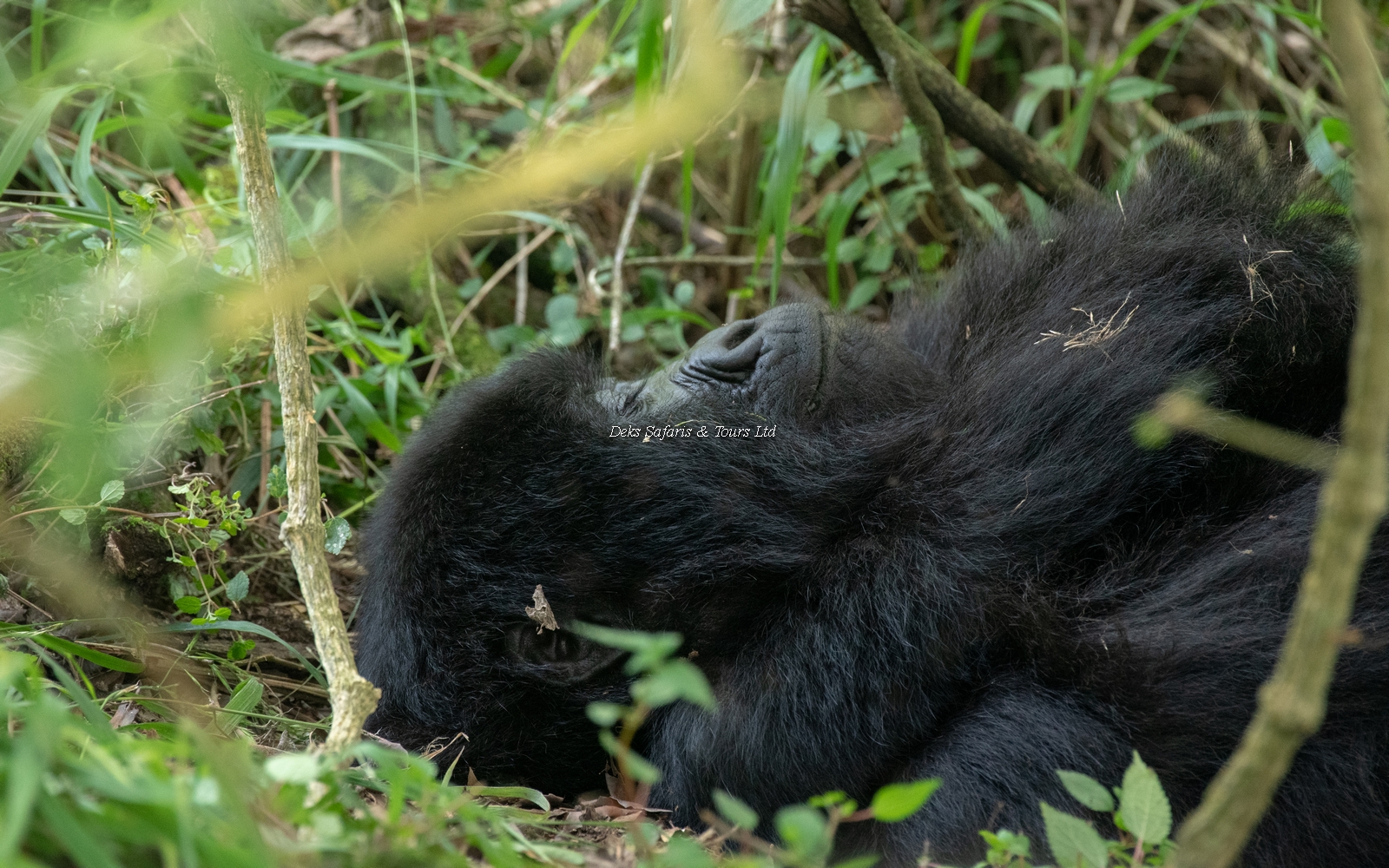 8 Days Uganda Rwanda Safari