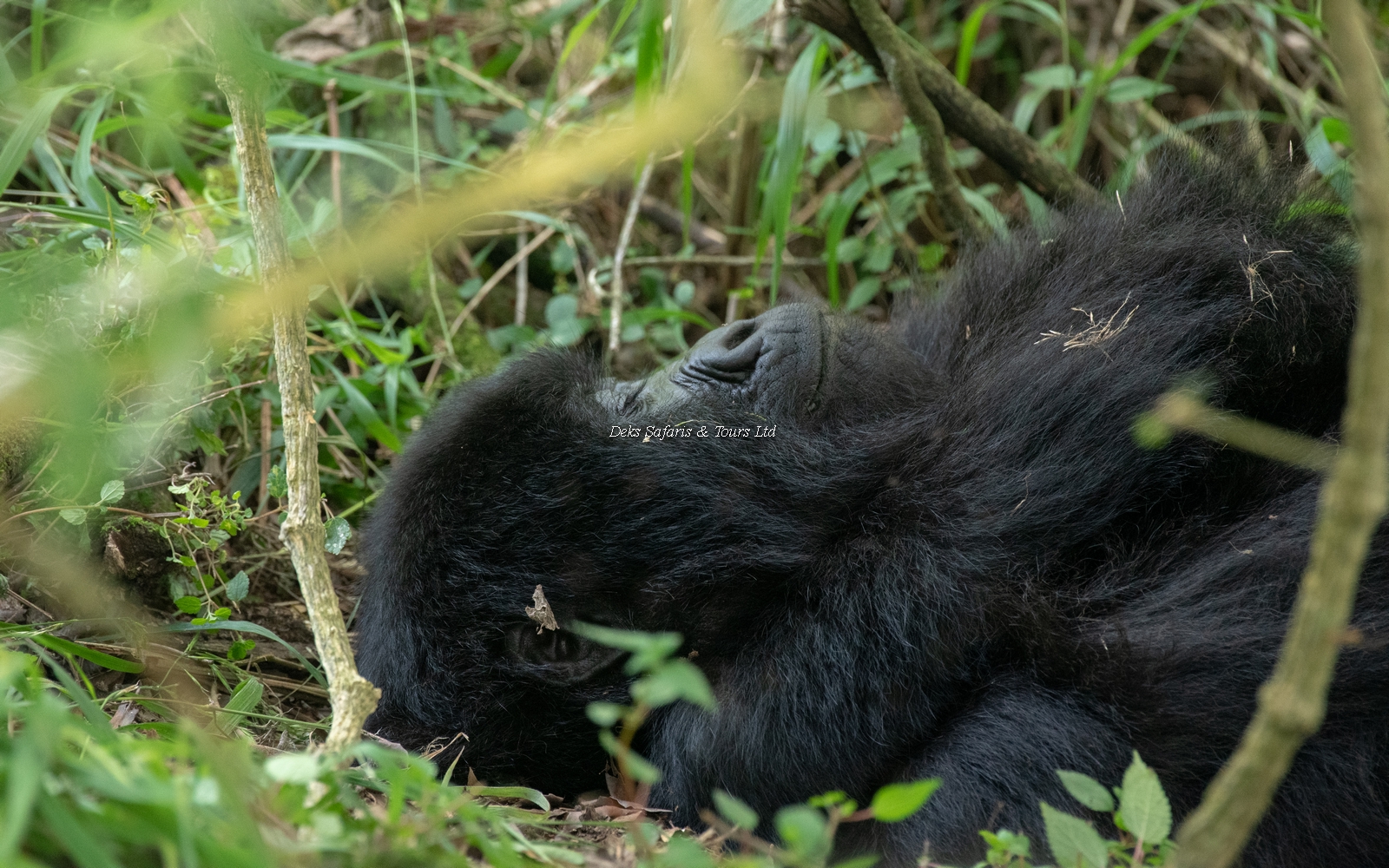 Gorilla Tracking in Uganda from Nairobi Kenya