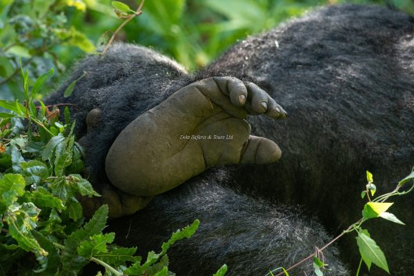 Seeing Mountain Gorillas