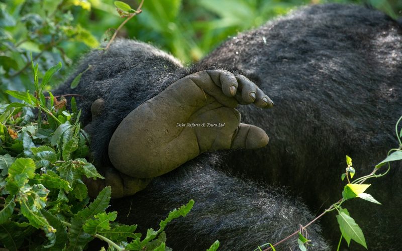 Seeing Mountain Gorillas
