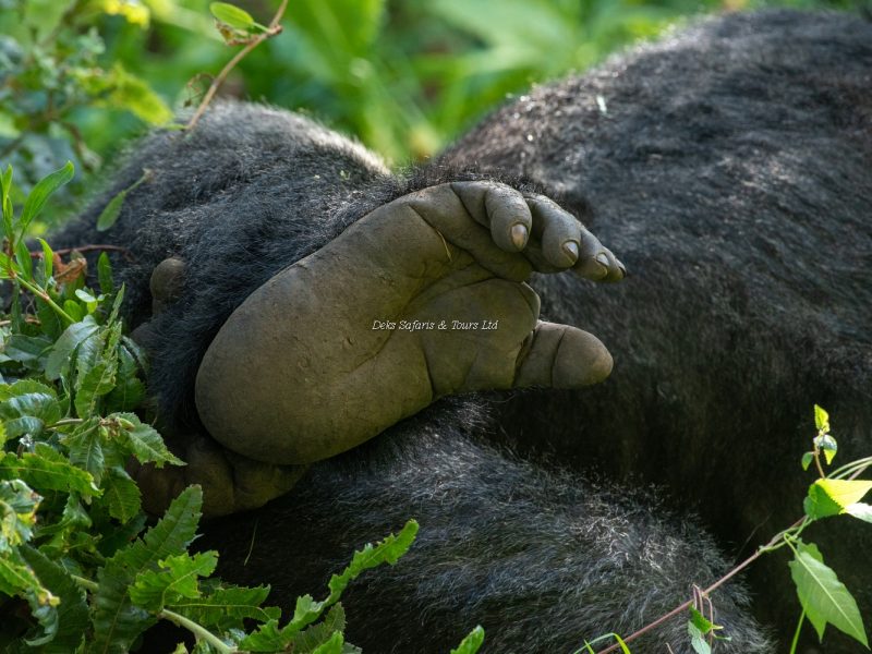 Bwindi Impenetrable National Park