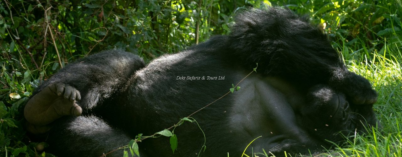 Gorilla Trekking in Uganda