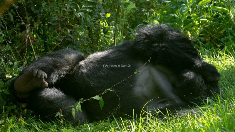 Gorilla Trekking in Uganda