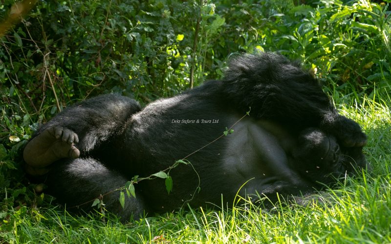 Gorilla Trekking in Uganda