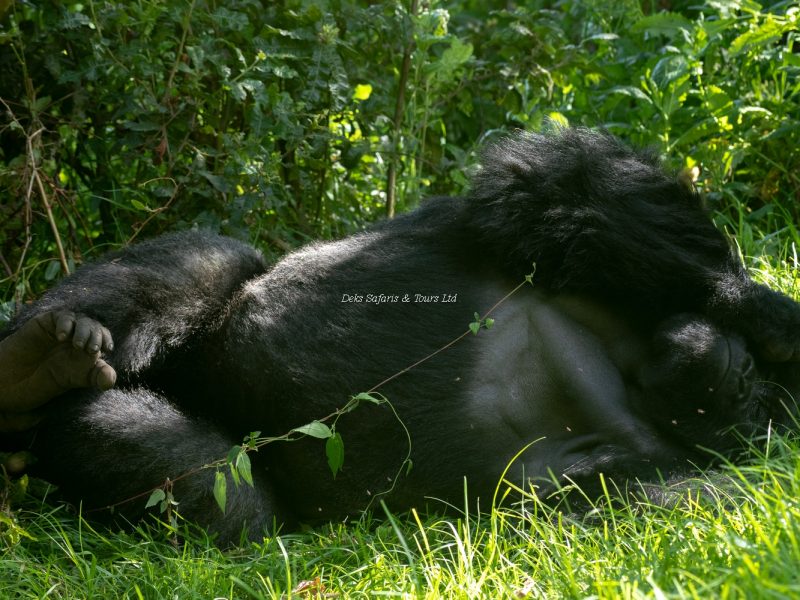 Gorilla Trekking in Uganda