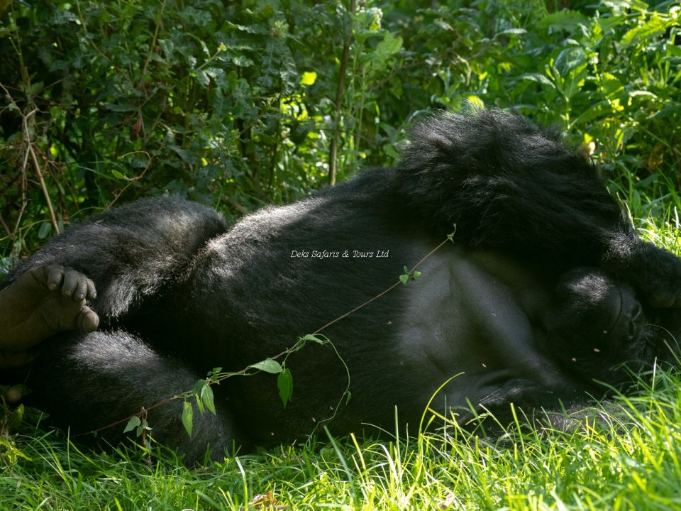 Gorilla Trekking in Uganda
