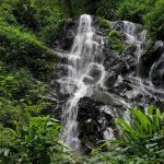 Waterfall Hikes in Nyungwe Forest