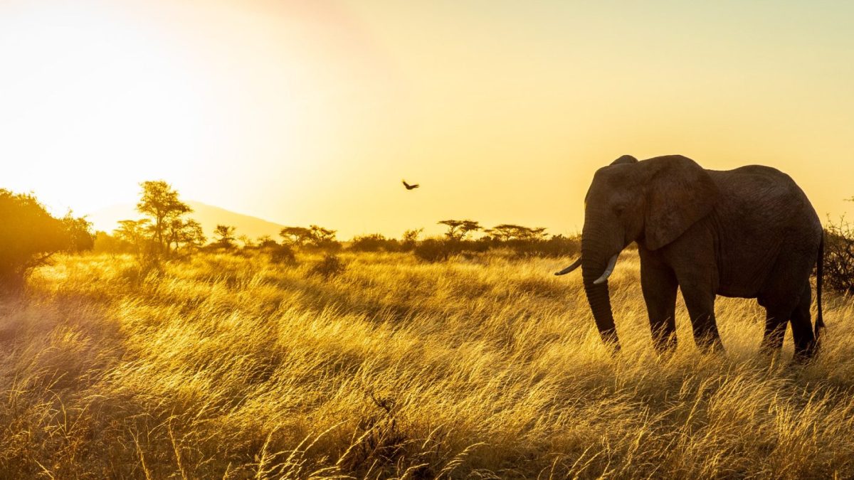15-Day Uganda Wildlife & Primate habituation safari
