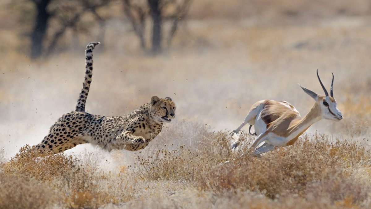 8-Day Uganda Big Five Safari Experience