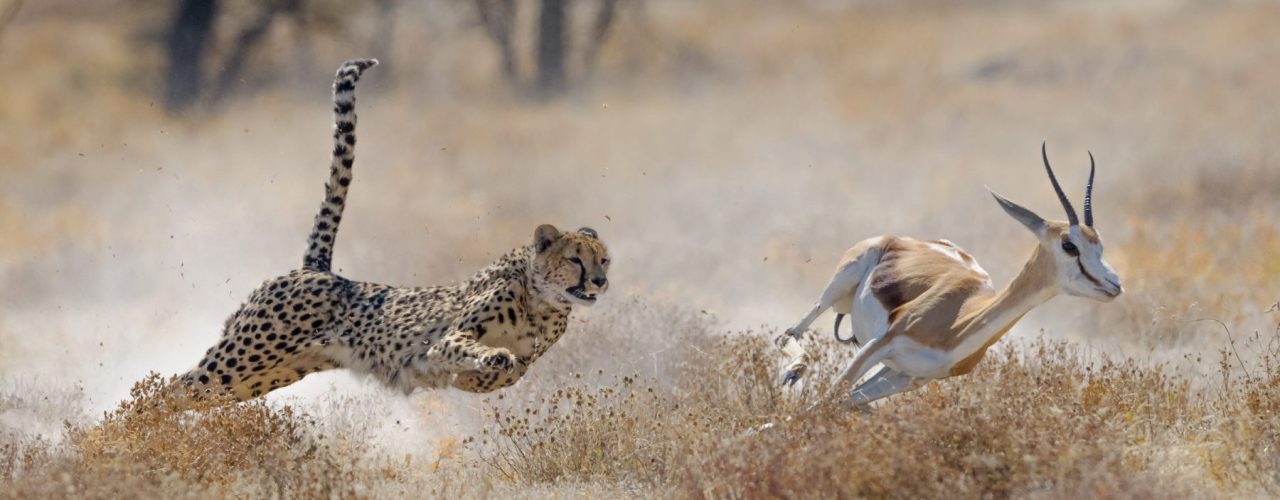 8-Day Uganda Big Five Safari Experience