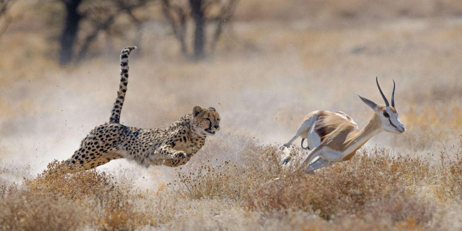 When Is the Best Time to Go on a Wildlife Safari in Tanzania?