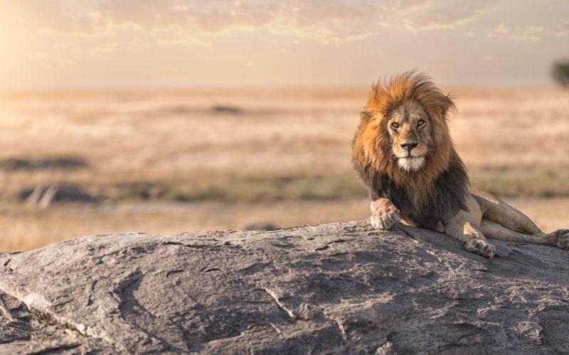 Tanzania Safari Experiences