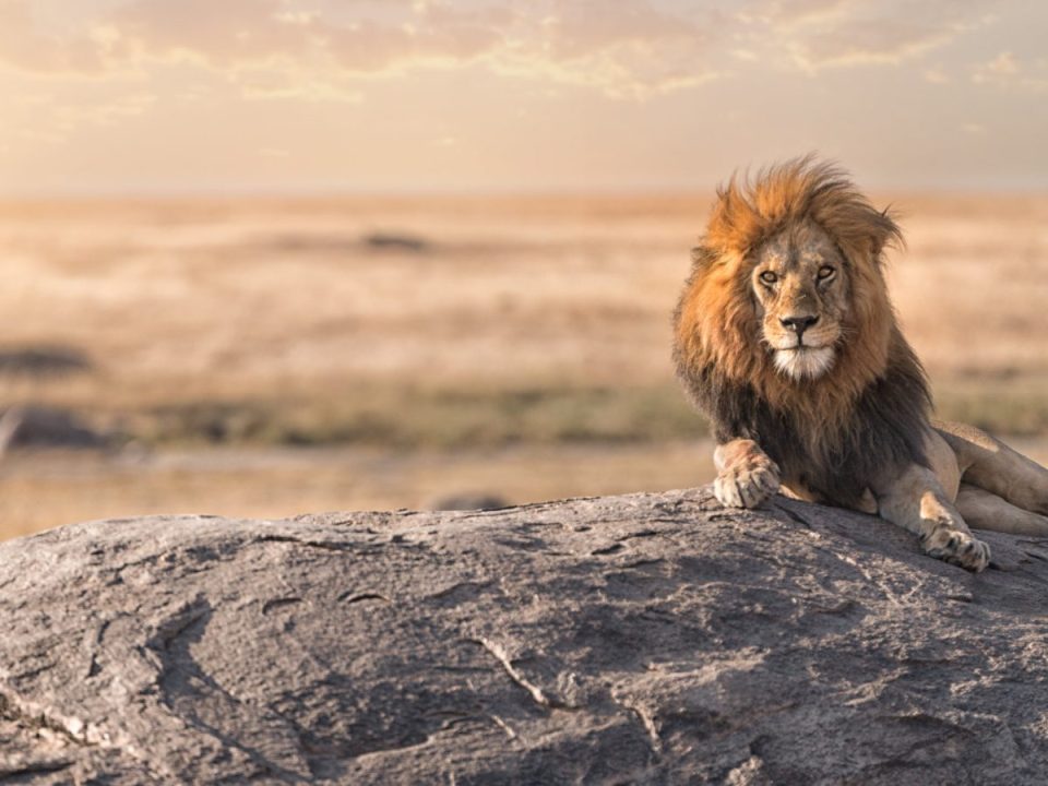 Africa Tours