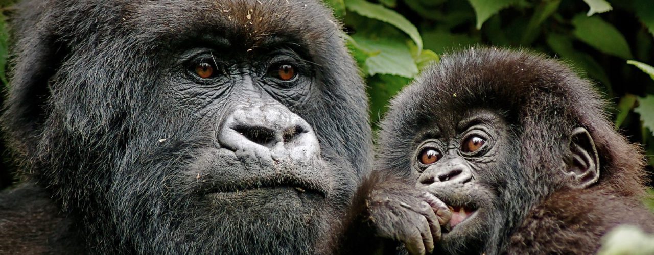Rwanda Gorilla Trekking & Golden Monkey