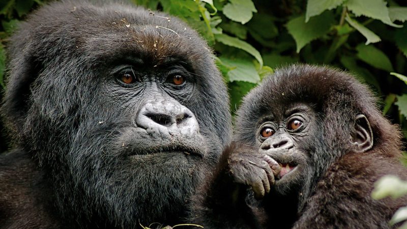 Gorilla Trekking in Uganda