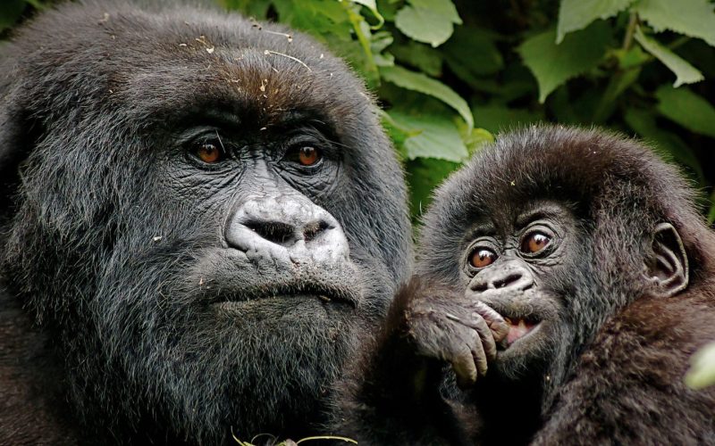 Rwanda Gorilla Trekking & Golden Monkey