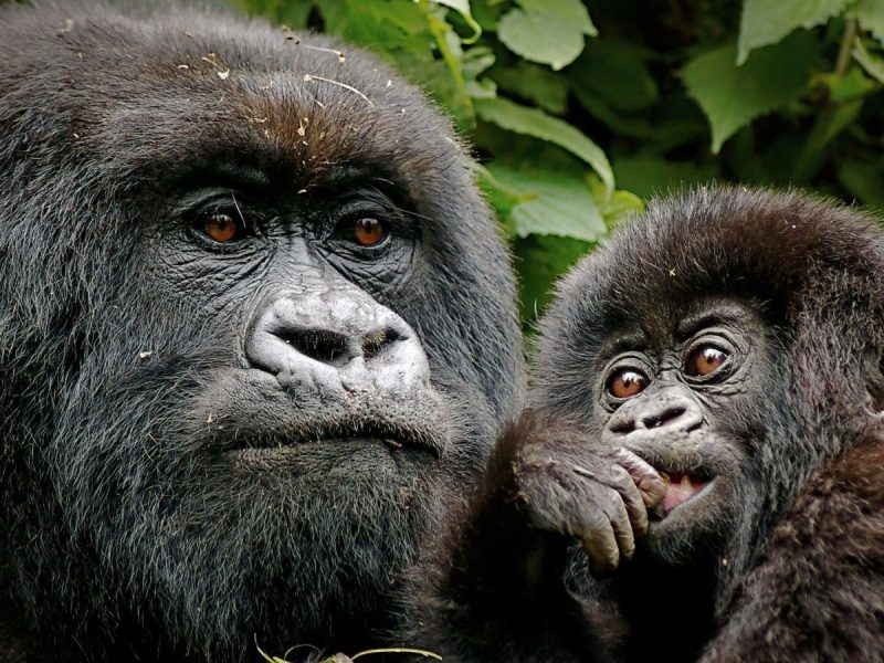 Rwanda Gorilla Trekking & Golden Monkey