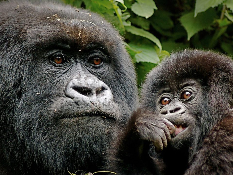 Gorilla Trekking in Uganda